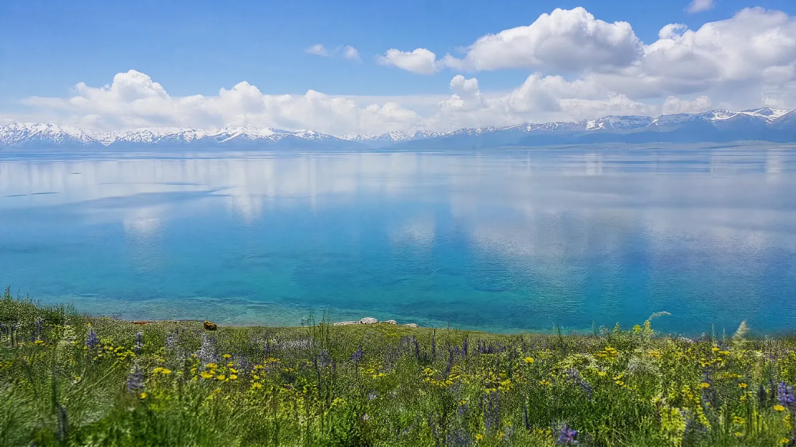Sayram Lake in summer with wildflowers and snow mountains