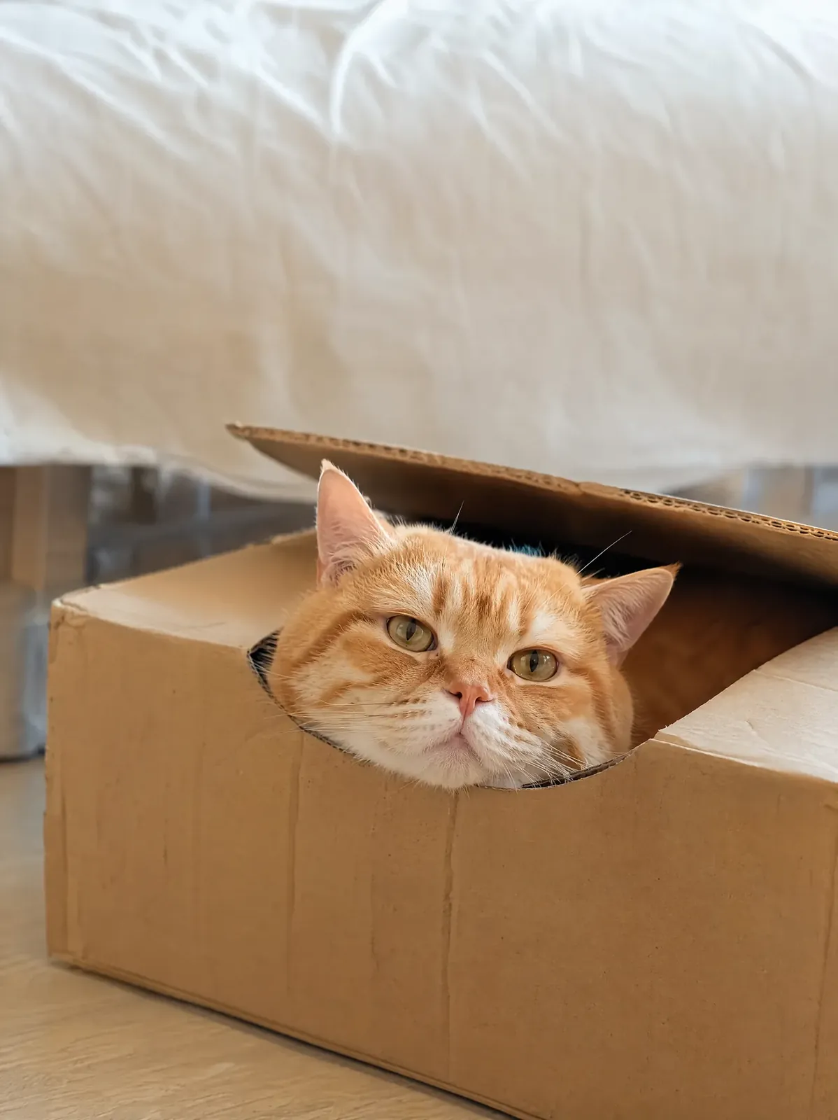 Ginger cat peeking out of a cardboard box